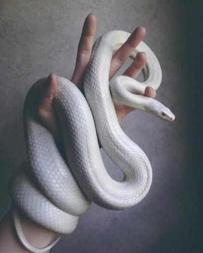 梦见白色大蟒蛇 梦到白色的蛇是什么预兆