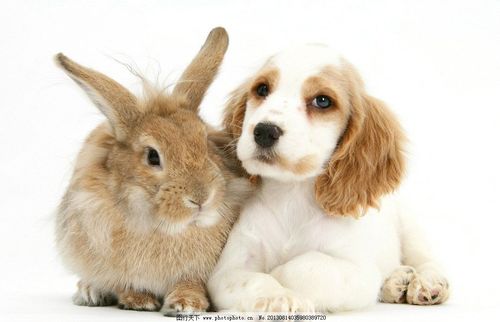 1994狗和1999兔合不合，1994年男狗和1999年女兔结合好吗 狗为什么喜欢属兔