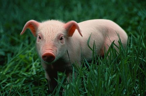 1995年1月出生属猪适合的工作有哪些 95年属猪工作去哪个方向好