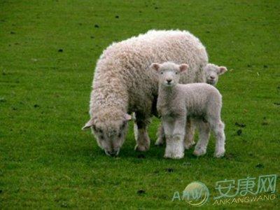 属马的人出生的年份是哪些 属羊是哪年出生的人