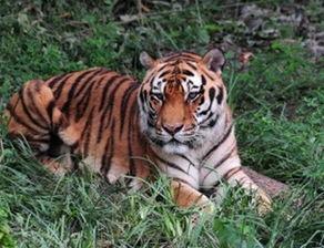 98年10月份今年多大 1998年10月份的虎是什么命