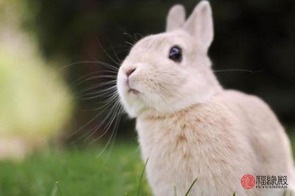 87年兔和84年鼠属相合不合，属兔和属鼠的桃花 属兔的和什么属相不合