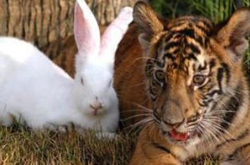 属兔的人恋爱追求与婚姻如何 属虎与属兔相配好不好