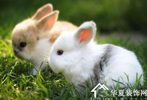 兔和什么属相配对幸福 生肖兔和什么属相最配