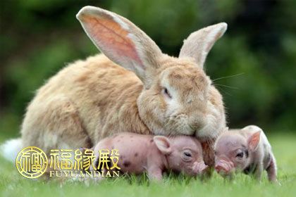 猪和兔相配婚姻如何 属兔和属猪谁更爱谁