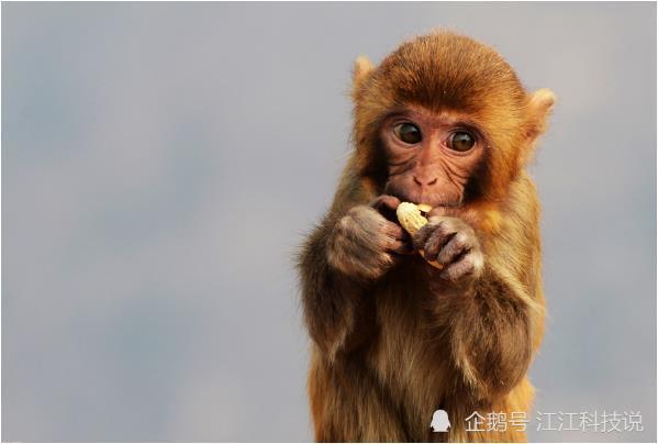 1968年的女猴几月出生最不好 68年属猴人的灾难年龄