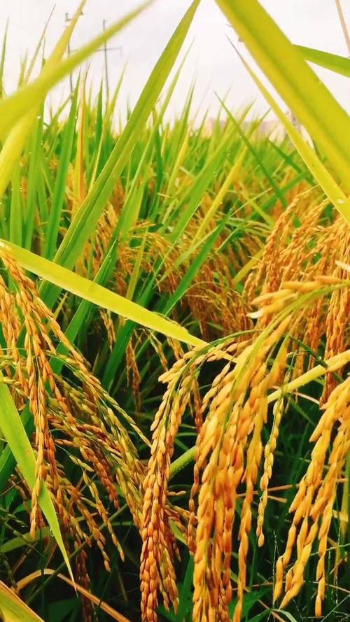 梦见稻田里一片金黄的稻子 梦见稻穗颗粒饱满