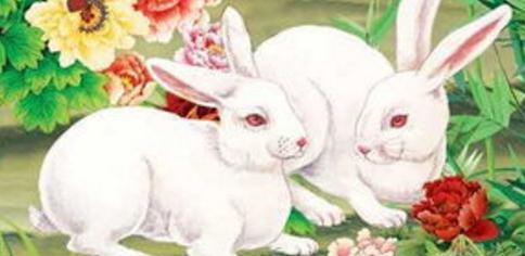 属兔女和属兔男的婚姻配吗 女属龙男属兔结婚相配吗