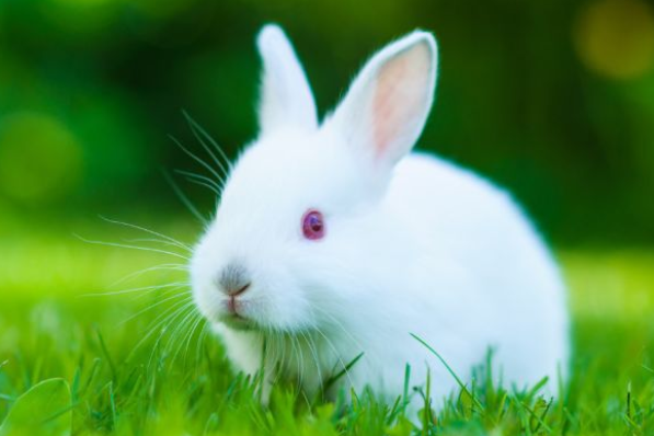属兔的是什么命 75年属兔的是什么命