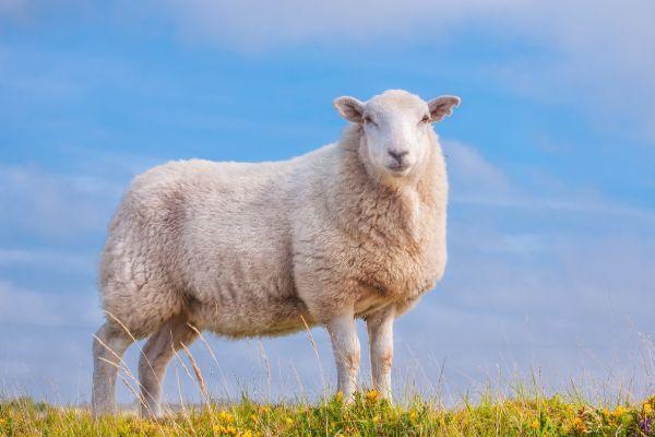 2015年属羊的哪年行大运 1955年属羊每月运程