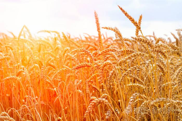 梦见小麦 梦到成熟的麦子一片金黄