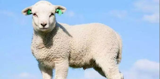 90后属羊是哪一年 属羊的今年多少岁