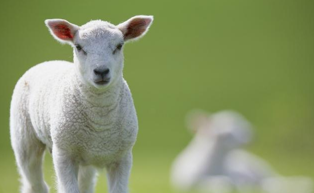 1967年8月属羊的运势性格 1967年出生的人运势如何