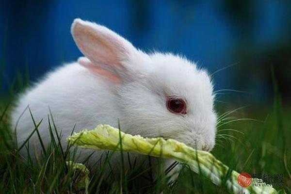 2011年属兔的是什么命 2011年的兔男孩是什么命