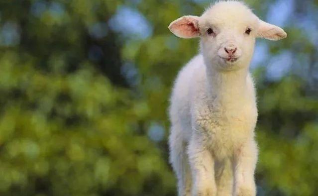 属羊的人一生命运 属羊的人命真的很苦吗