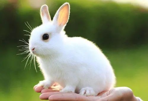 属相详解：属兔的几月出生最好 属兔75年出生是什么命
