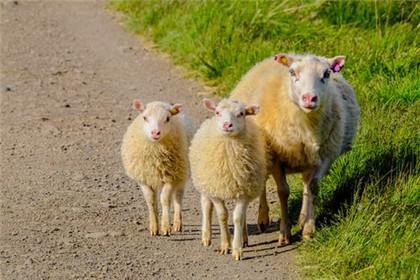 属羊女和属鸡男的婚姻配吗 属狗的和属羊的配吗