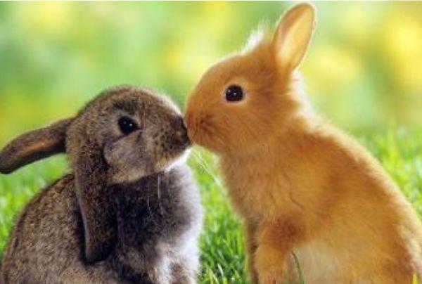 属兔和什么属相最配 属兔配什么生肖最好婚姻