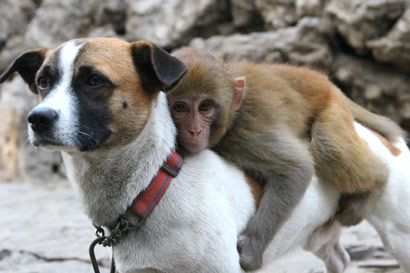 属狗和属猴的人感情如何 属猴的人和属狗的人相配吗