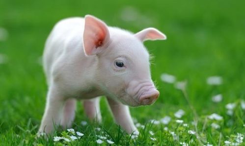59属猪的活多久 属猪的人能活多少年