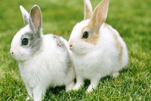 生肖是兔的人什么时辰出生最好 属兔时辰出生的命运