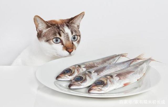 梦见猫吃鱼居然忌吃麻辣烫 梦见猫吃鱼工作中有进展：