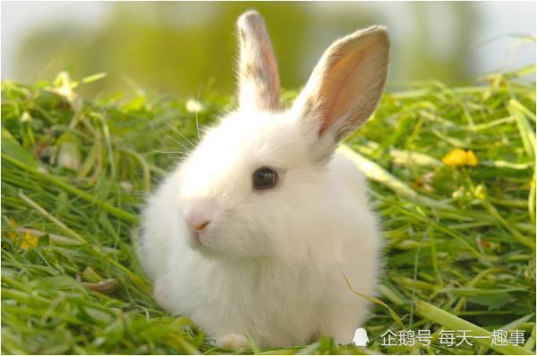 生肖兔生于农历几月财运好 属兔人几月出生富贵命份：农历三月