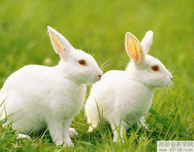 1999年属什么生肖 一、1999年出生的人属兔